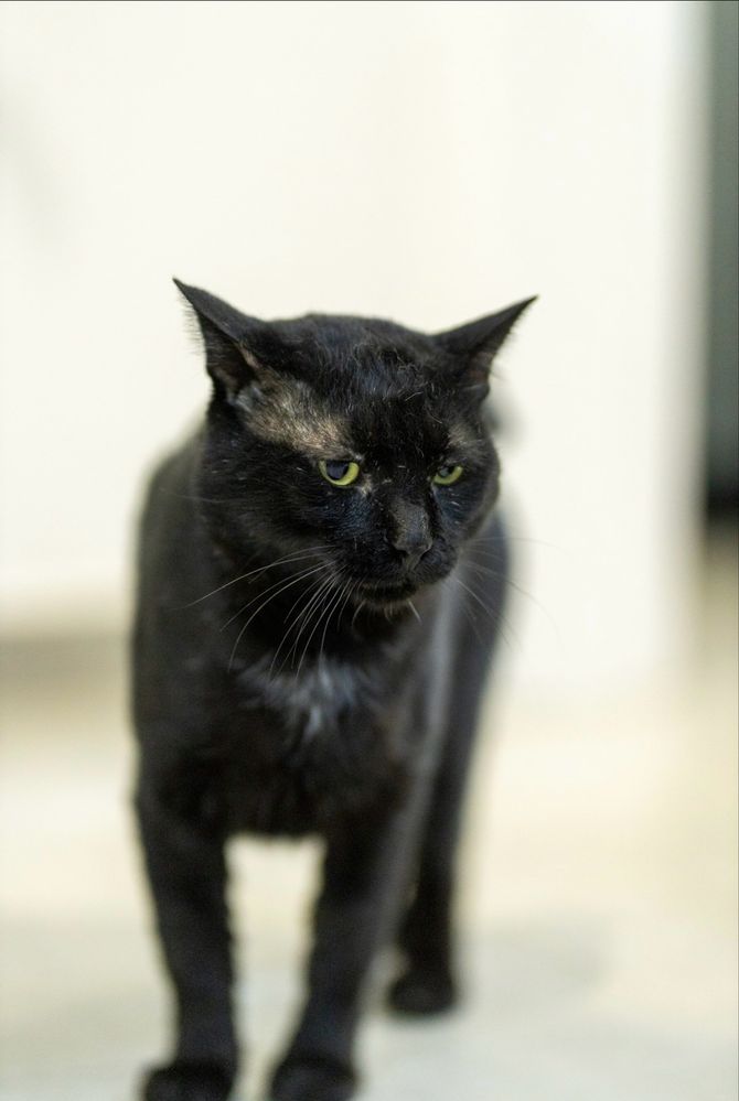 IKA - gato para adoção responsavel