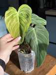 Філодендрон Глоріос philodendron glorious