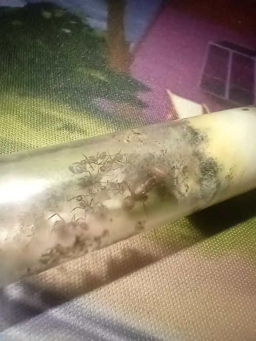 Sprzedam mrówki *w opisie sa nazwy*