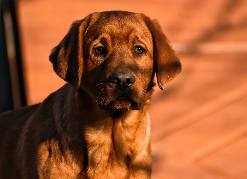 Лабрадор фоксред ексклюзив