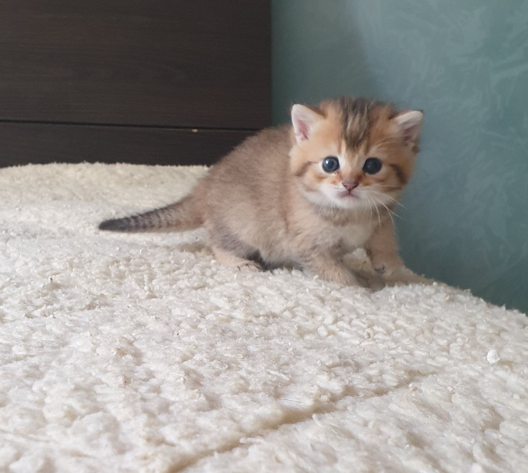 Британские котята