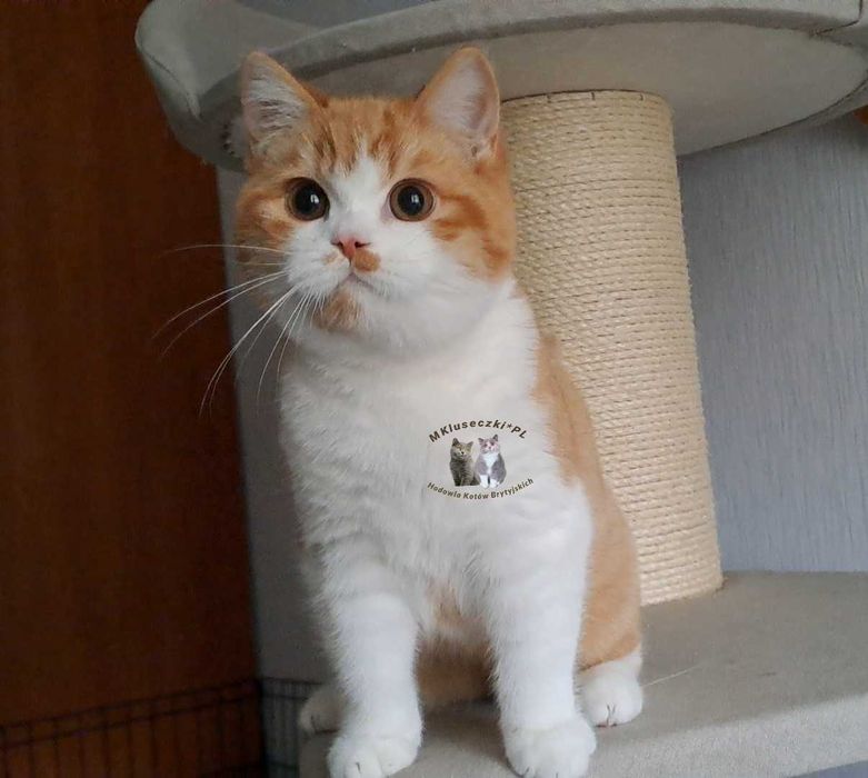 Przytulas kocurek brytyjski rudy bikolor kocur kastracja w cenie WCF