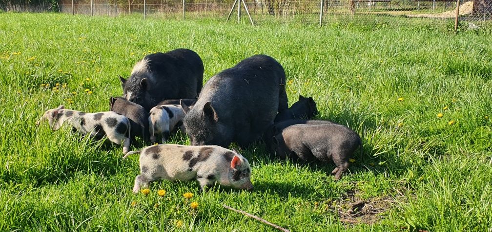 Młode świnki wietnamskie wietnamki prosięta sprzedam