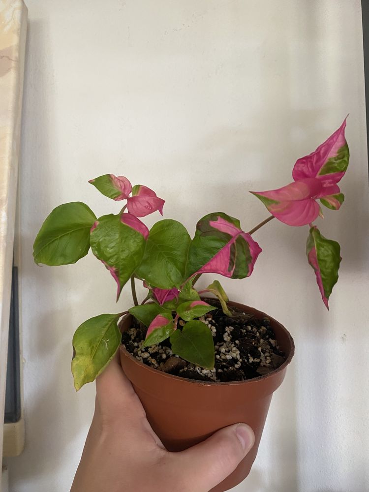 alternanthera party time, pedatum, mayoi