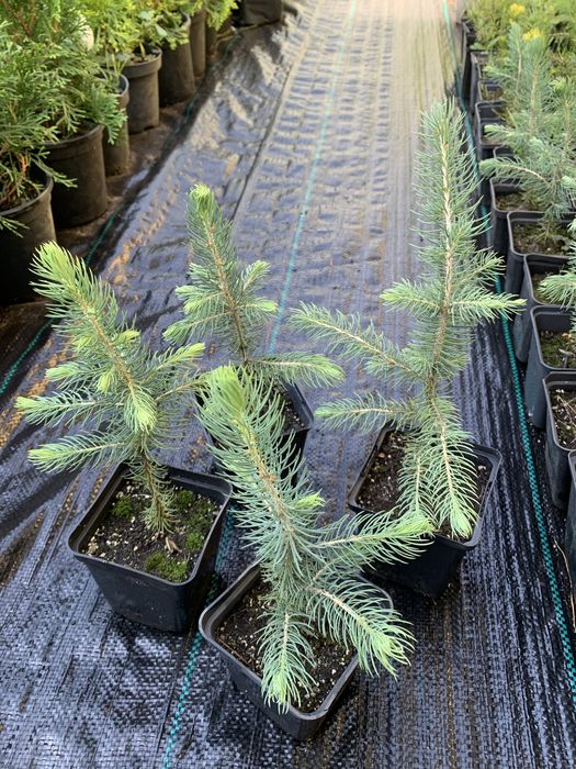 Сосна банкса,ялина голуба,ялиця бальзамічна,туя,хвойні рослини