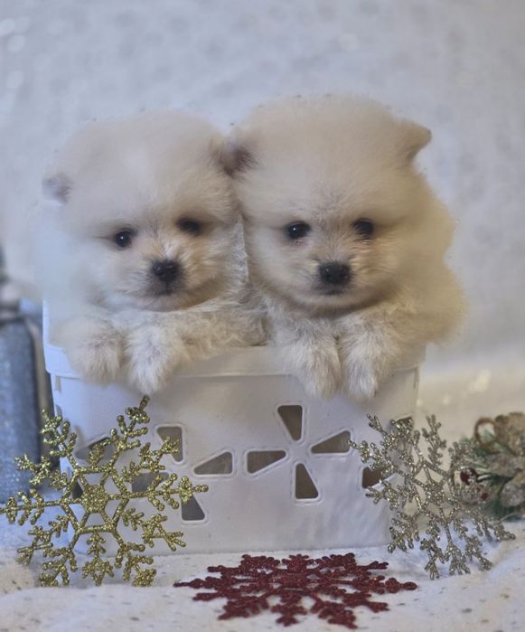 Гламурные манюни померанцы