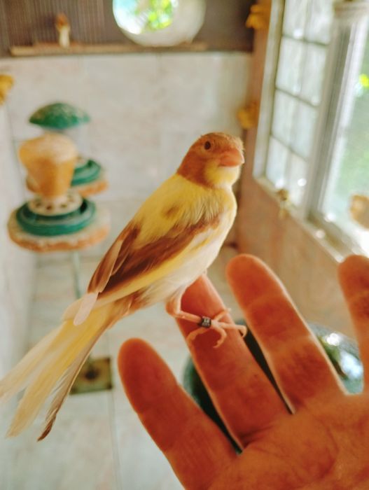 Canários timbrado espanhol