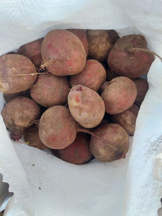 Морква,  цибуля, буряк, картопля