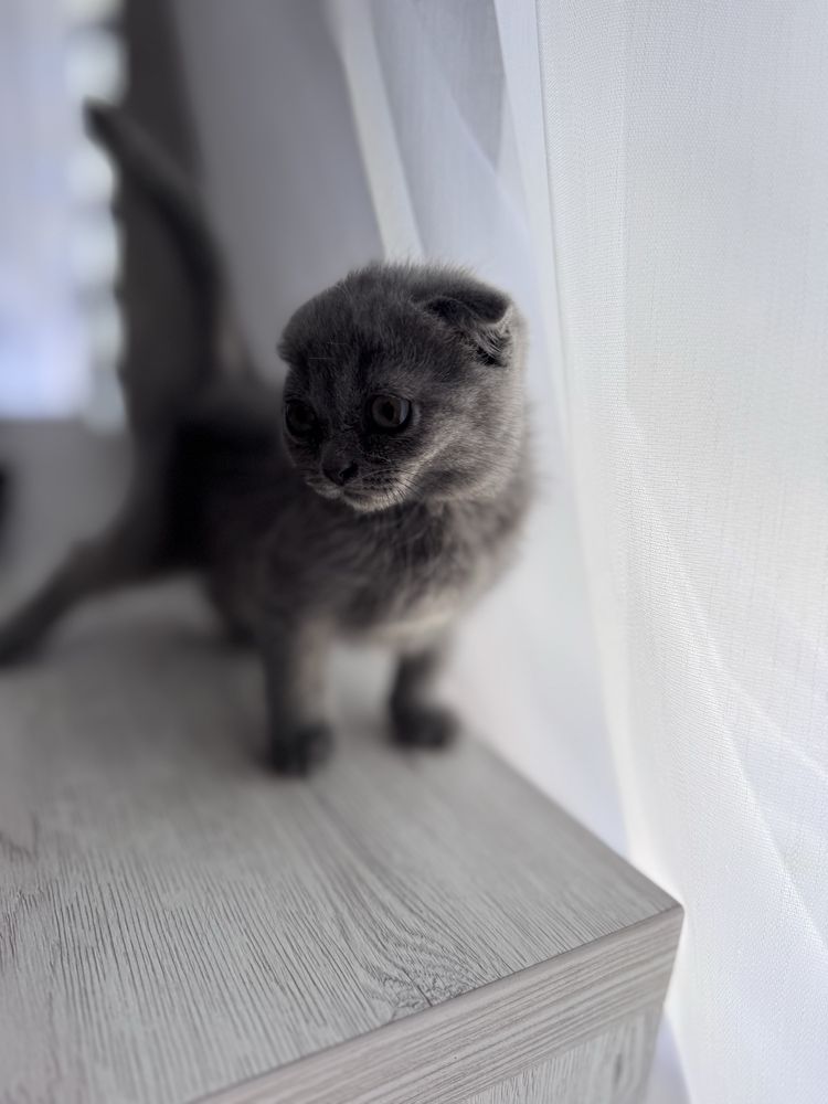 Котята породы Шотландская вислоухая