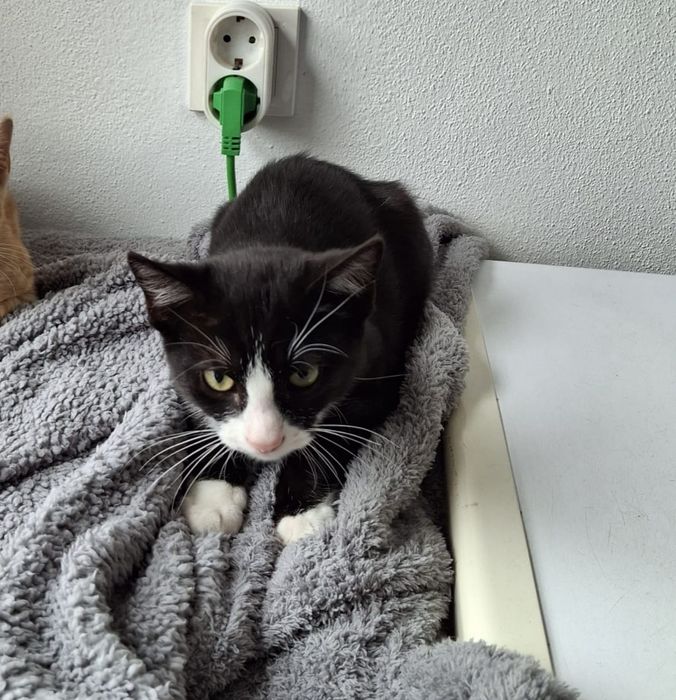 Gatinhos bebé para adoção