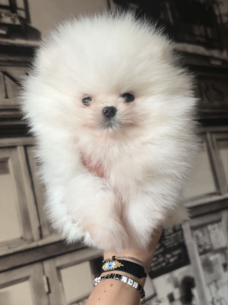 Mini xs chlopiec bialy szpic miniaturowy pomeranian