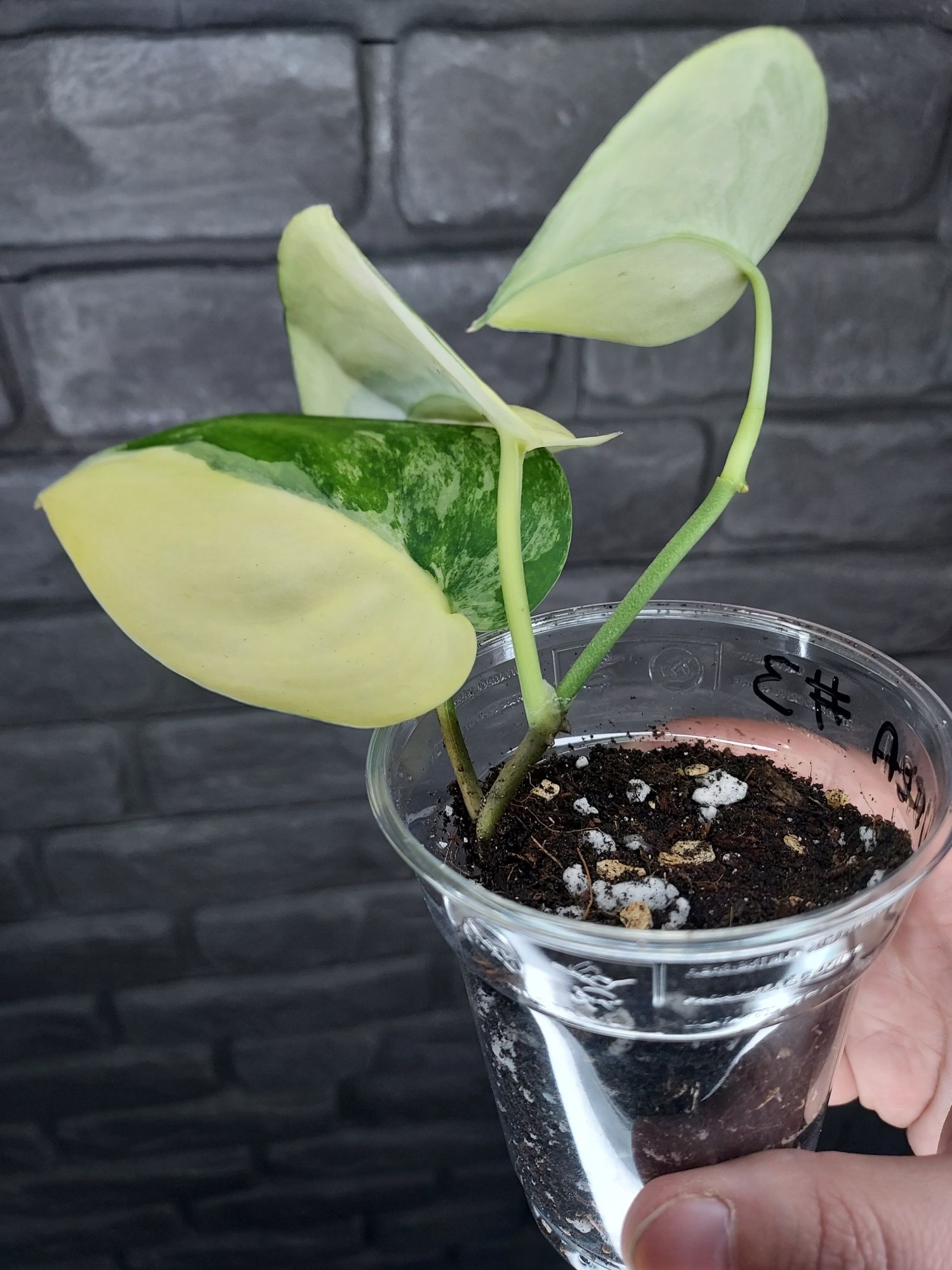 Scindapsus Jade Satin Aurea #3