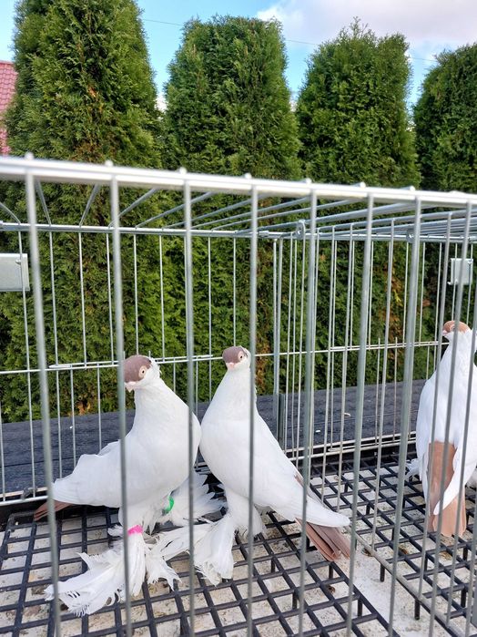 Krymki białostockie para 24r