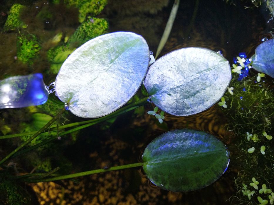 Hydrokleja odnóżki