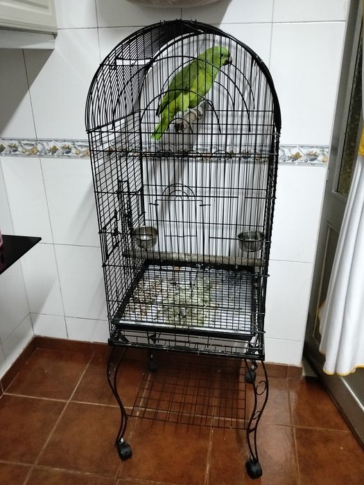 Vendo ou troco papagaio com gaiola