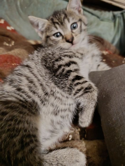 Koty do adopcji.