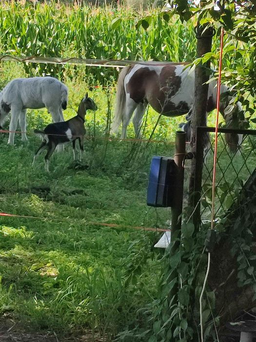 Sprzedam kucyka mix szetland na tinkera