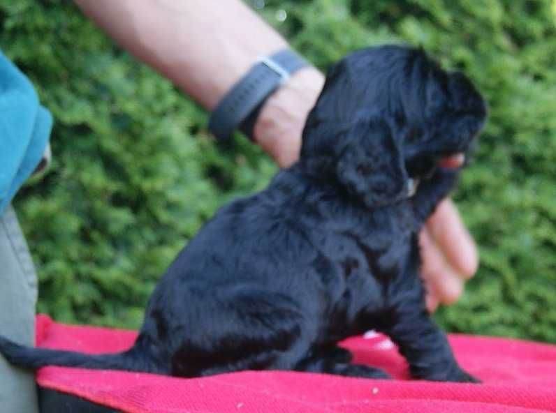 Cocker Spaniel Angielski - rodowód ZKwp -czarny piesek