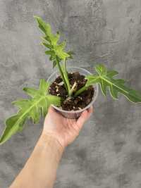 Philodendron Radiatum t31 філодендрон