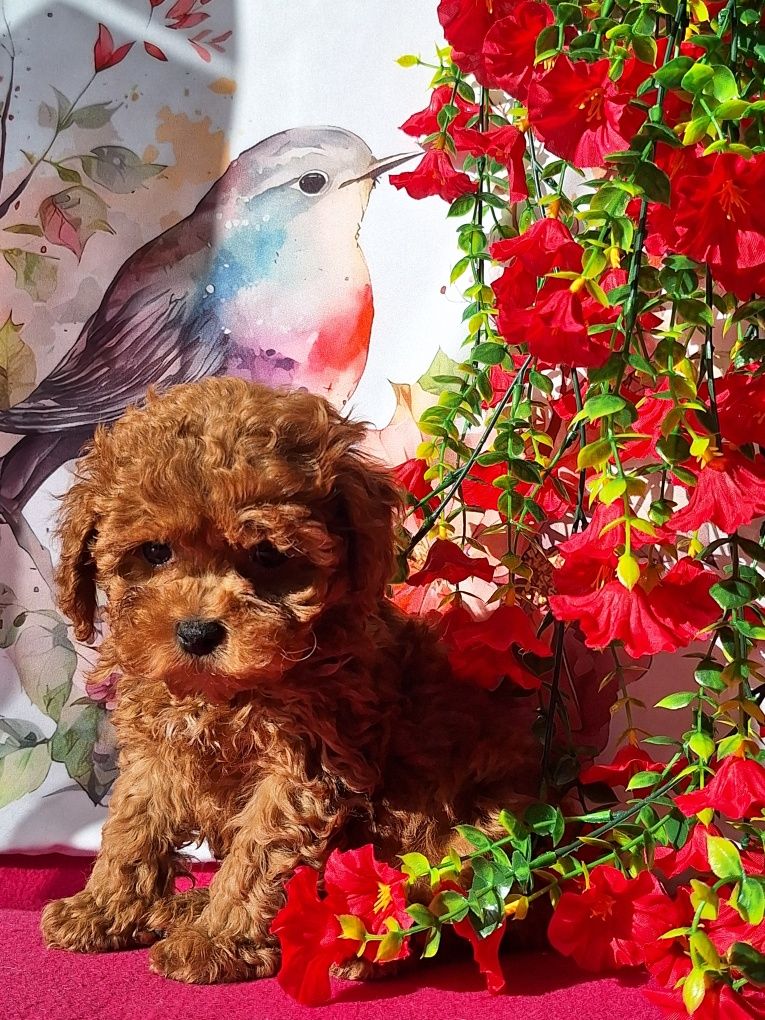 Maltipoo piesek maleńki z rodowodem i paszportem