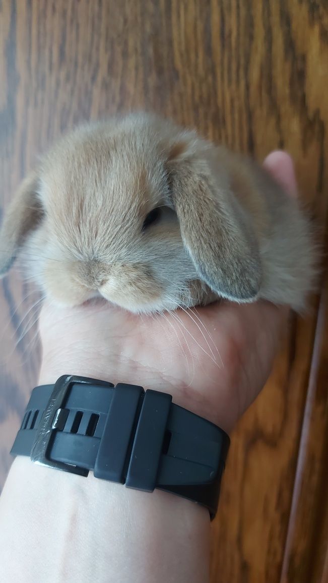 Królik Króliki Króliczki Mini Lop Cudowne Maluchy Dowóz