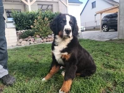 Berneński pies pasterski piesek