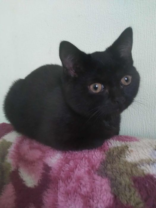 Котик (шотландець) метис шукає дім