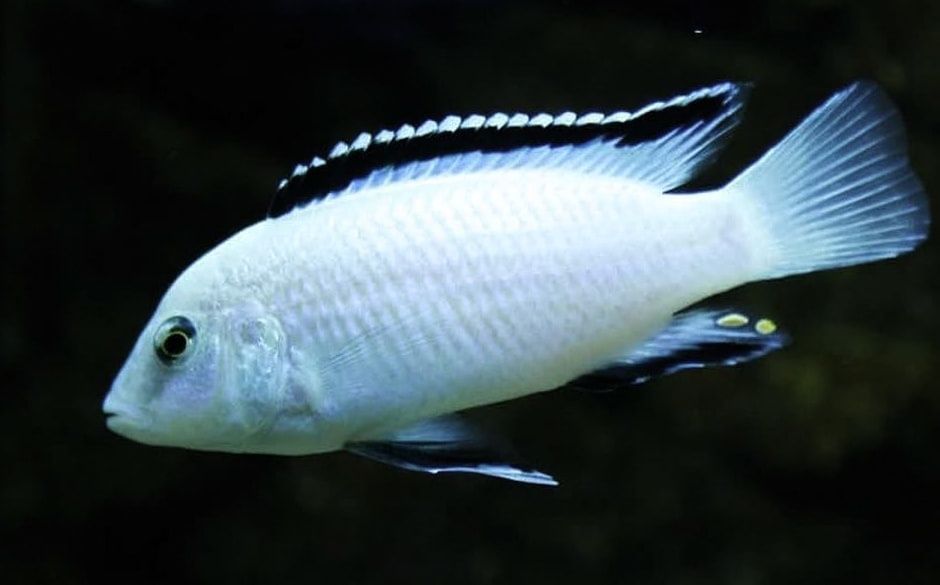 Pyszczak SAMIEC - Labidochromis caeruleus white Nkatha Bay