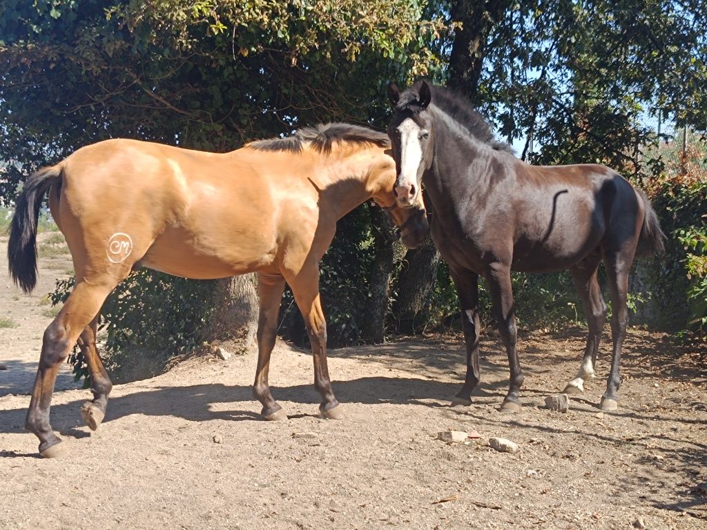 Poldro Puro lusitano