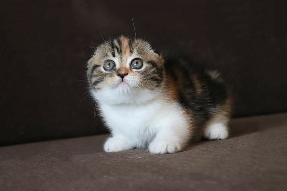 Шотландский вислоухий котёнок