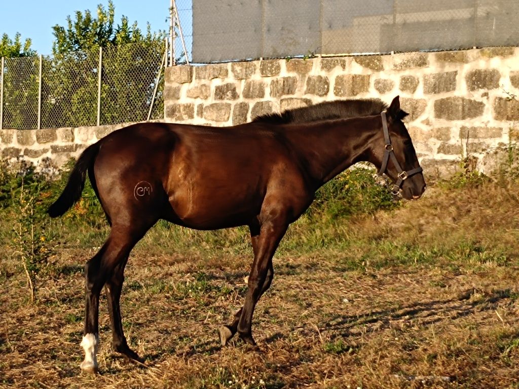 Poldro Puro lusitano