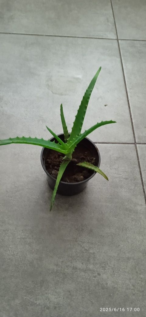 Kwiat doniczkowy. ALOES