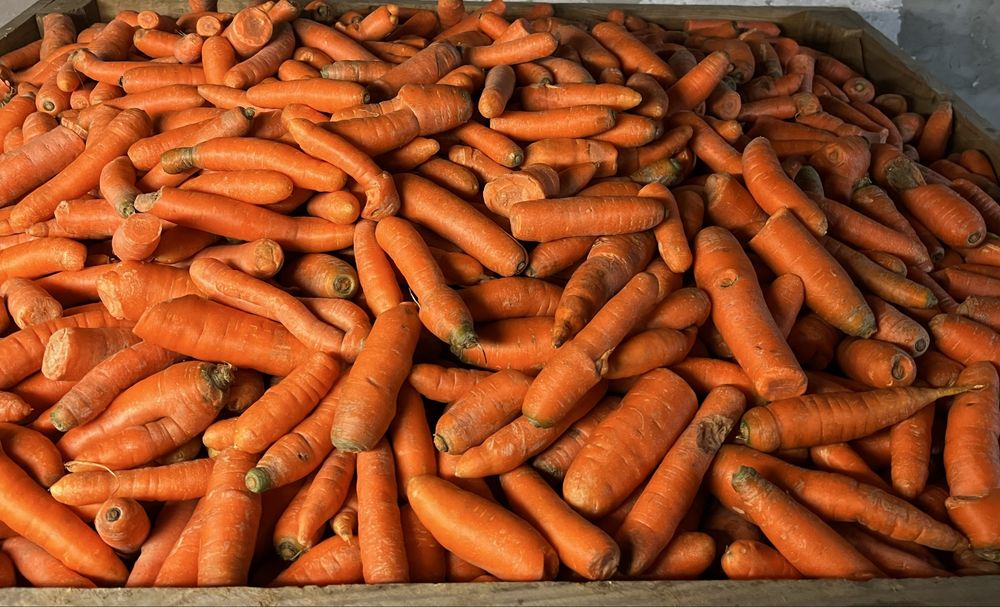 Marchew paszowa/odpadowa myta lub brudna