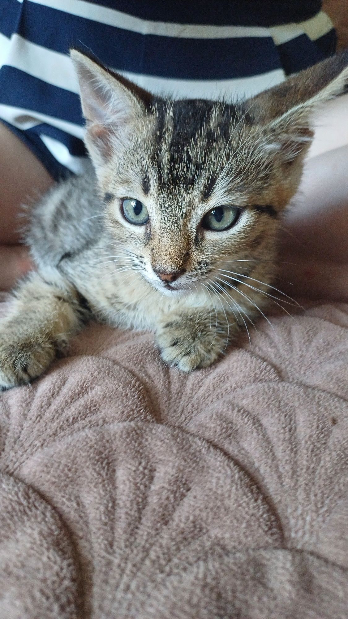 Кошеня хлопчик в хороші руки