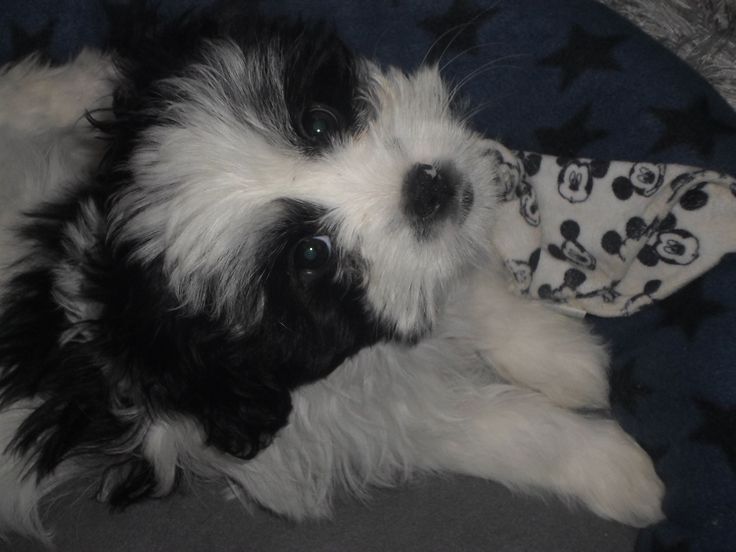 Шитцу окрас продам собаку