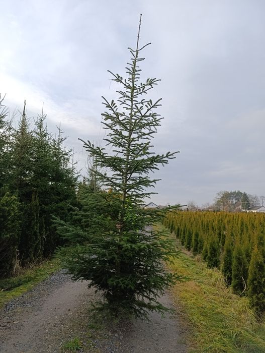 Żywe choinki choinka święta