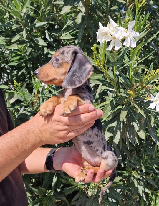 Teckel Black Merle Fêmea