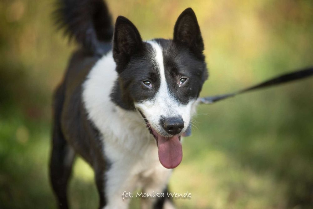 Sewo – cudo nie pies, przyjaciel na czterech łapach