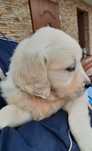 Golden Retriever piesek