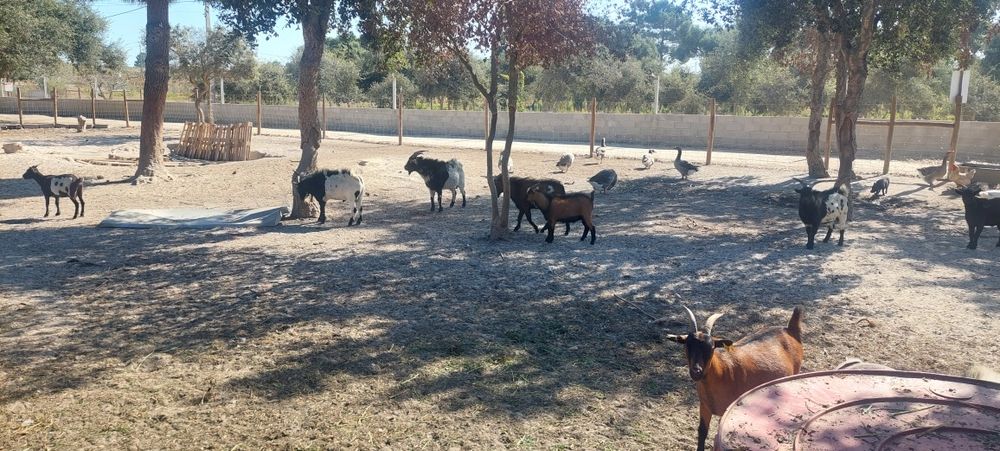 Animais de quinta 5€\kg