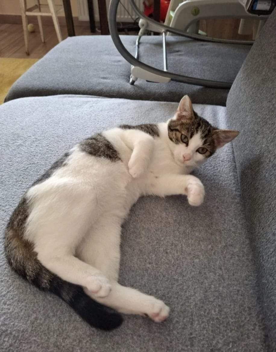 Burbon poleca się do adopcji
