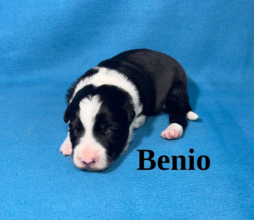 Border Collie, Piesek z Rodowodem, Rodzice przebadani, Benio