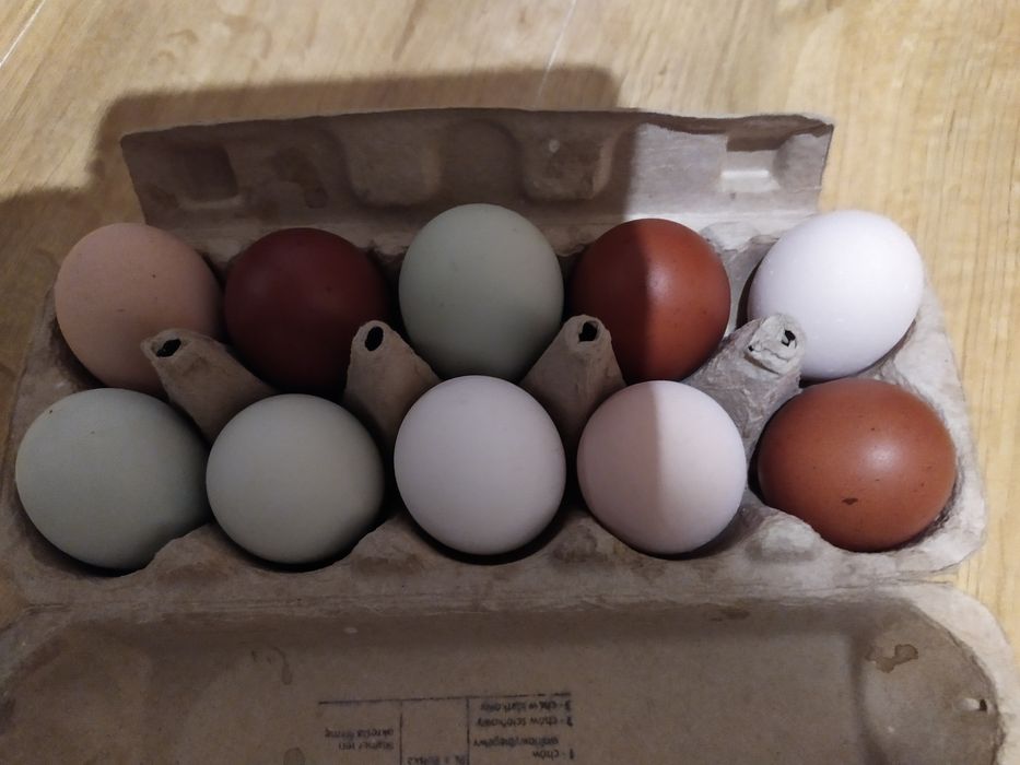 Kolorowe jajka mix dużych kur