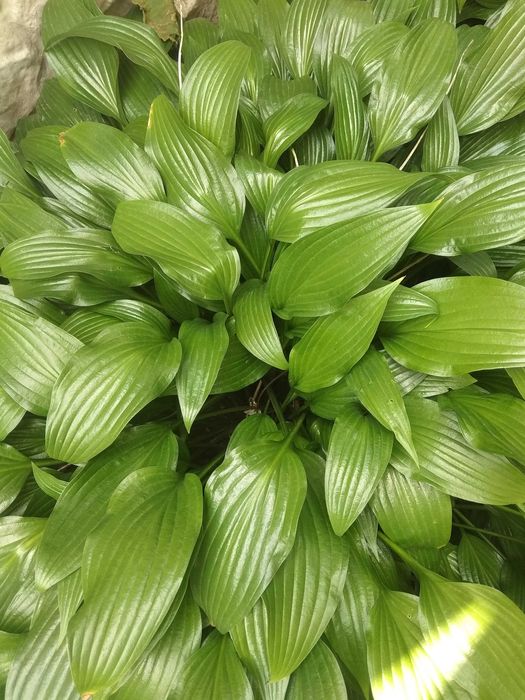 Рослини садові-камсис,лилии,коврик,хоста,климатис