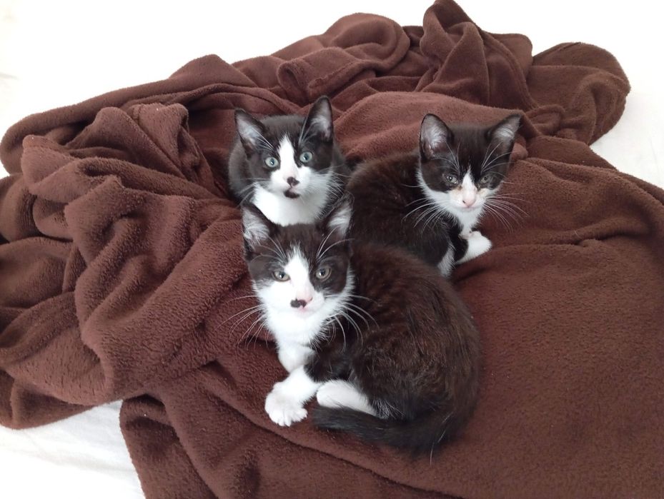 Gatinhas dóceis para adopção