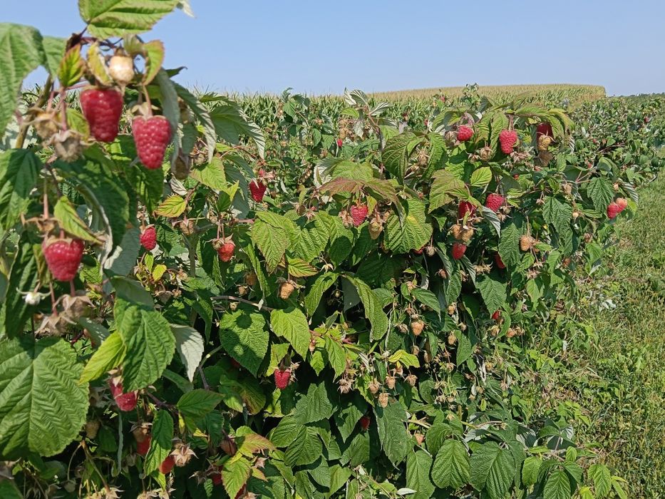 Sadzonki maliny POLONEZ