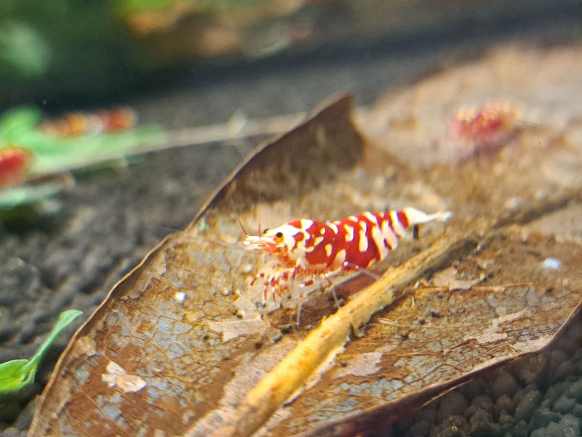 Krewetki caridina poselekcyjne różne odmiany