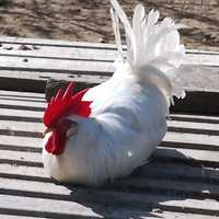 Sprzedam koguty leghorn