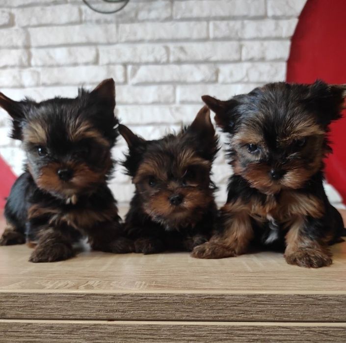 Yorkshire terrier