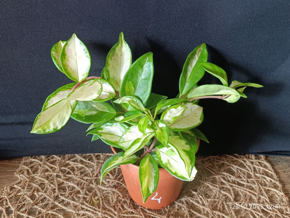 Hоya Carnosa Tricolour